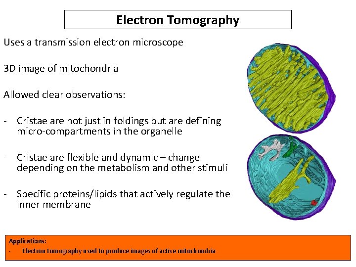 Electron Tomography Uses a transmission electron microscope 3 D image of mitochondria Allowed clear