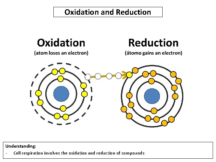Oxidation and Reduction Understanding: - Cell respiration involves the oxidation and reduction of compounds