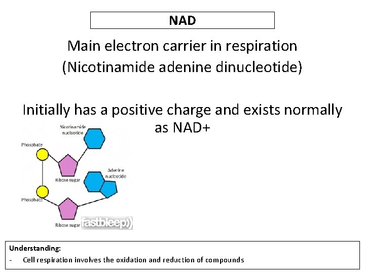 NAD Main electron carrier in respiration (Nicotinamide adenine dinucleotide) Initially has a positive charge