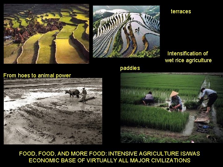 terraces Intensification of wet rice agriculture paddies From hoes to animal power FOOD, AND