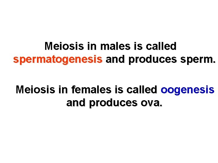 Meiosis in males is called spermatogenesis and produces sperm. Meiosis in females is called