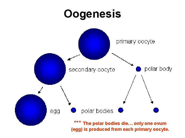 Oogenesis *** The polar bodies die… only one ovum (egg) is produced from each