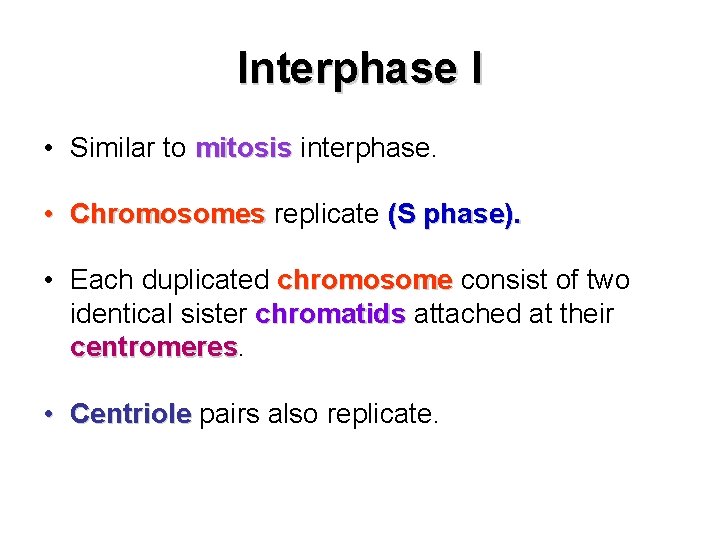 Interphase I • Similar to mitosis interphase. • Chromosomes replicate (S phase). • Each