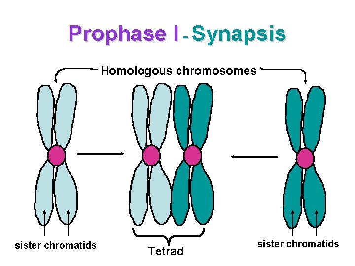 Prophase I - Synapsis Homologous chromosomes sister chromatids Tetrad sister chromatids 
