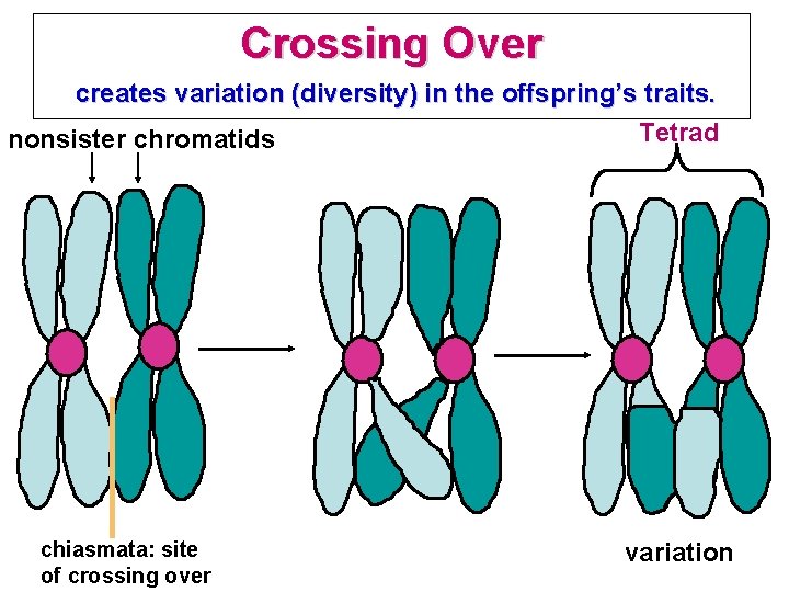 Crossing Over creates variation (diversity) in the offspring’s traits. Tetrad nonsister chromatids chiasmata: site