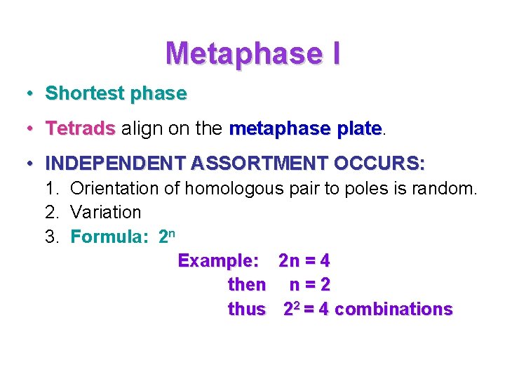 Metaphase I • Shortest phase • Tetrads align on the metaphase plate • INDEPENDENT