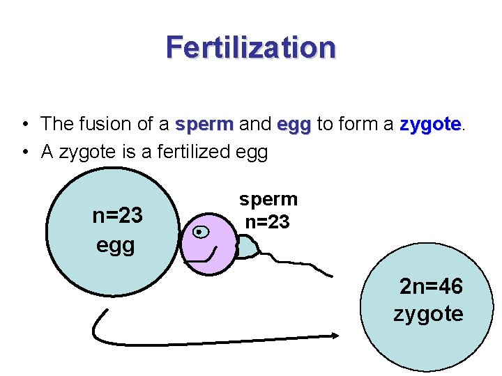 Fertilization • The fusion of a sperm and egg to form a zygote •