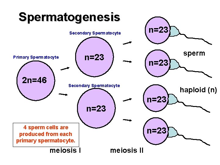 Spermatogenesis Secondary Spermatocyte human sex cell 2 n=46 sperm n=23 Primary Spermatocyte n=23 Secondary