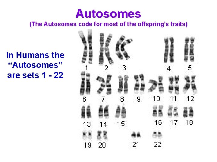 Autosomes (The Autosomes code for most of the offspring’s traits) In Humans the “Autosomes”