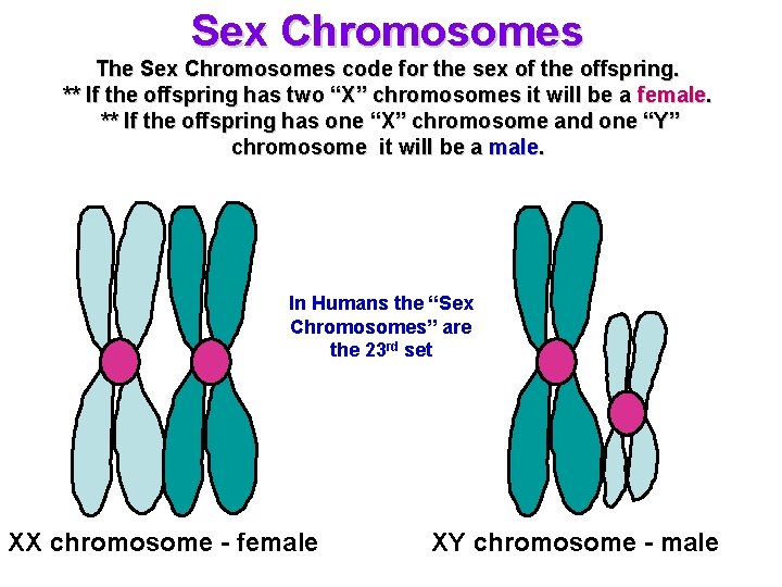 Sex Chromosomes The Sex Chromosomes code for the sex of the offspring. ** If