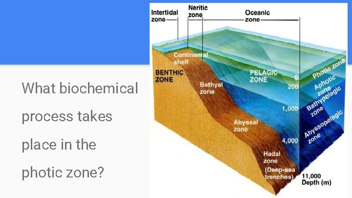 What biochemical process takes place in the photic zone? 