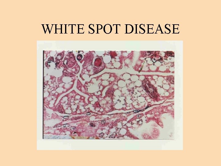 WHITE SPOT DISEASE 