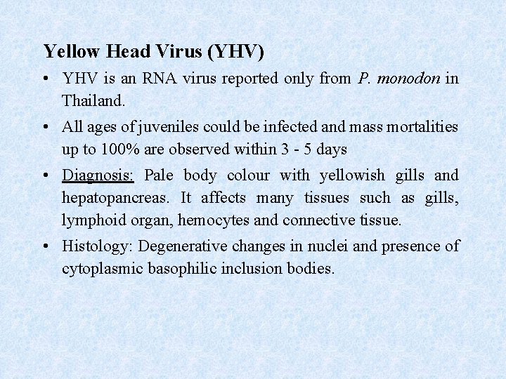 Yellow Head Virus (YHV) • YHV is an RNA virus reported only from P.