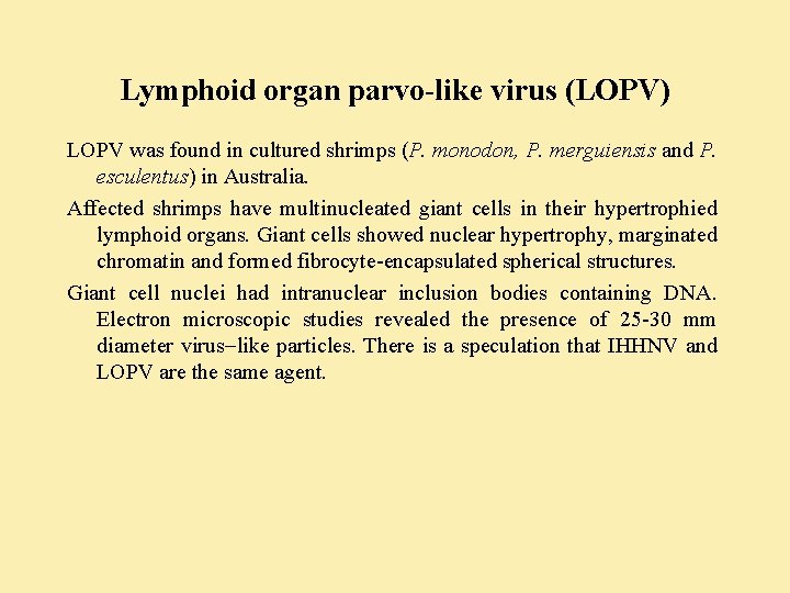 Lymphoid organ parvo-like virus (LOPV) LOPV was found in cultured shrimps (P. monodon, P.