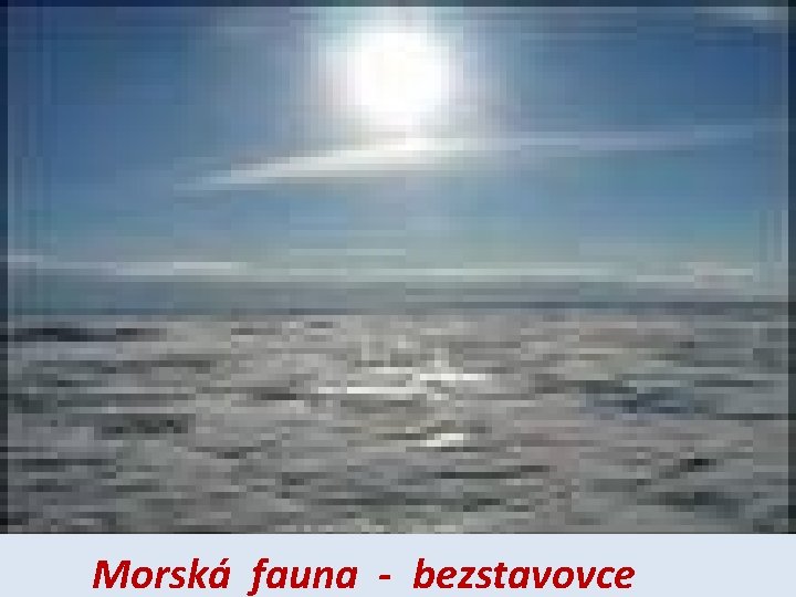 Morská fauna - bezstavovce 