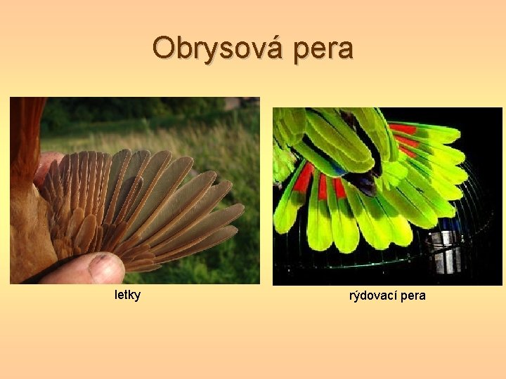 Obrysová pera letky rýdovací pera Obrysová pera letky rýdovací pera