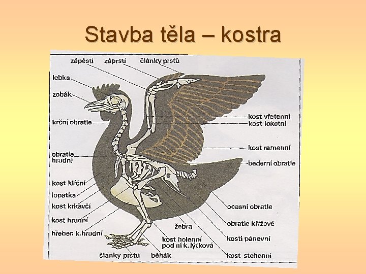 Stavba těla – kostra Stavba těla – kostra