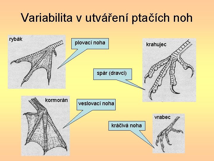 Variabilita v utváření ptačích noh rybák plovací noha krahujec spár (dravci) kormorán veslovací noha Variabilita v utváření ptačích noh rybák plovací noha krahujec spár (dravci) kormorán veslovací noha