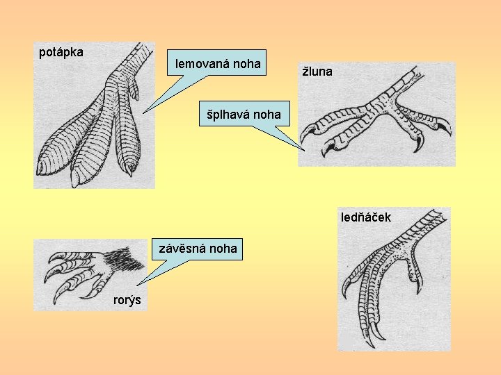potápka lemovaná noha žluna šplhavá noha ledňáček závěsná noha rorýs potápka lemovaná noha žluna šplhavá noha ledňáček závěsná noha rorýs