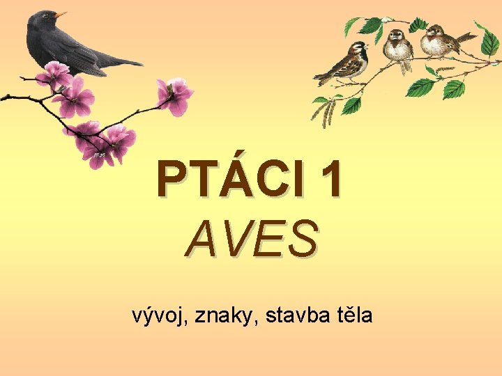 PTÁCI 1 AVES vývoj, znaky, stavba těla PTÁCI 1 AVES vývoj, znaky, stavba těla