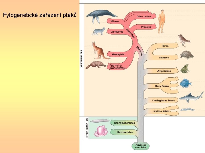 Fylogenetické zařazení ptáků Fylogenetické zařazení ptáků