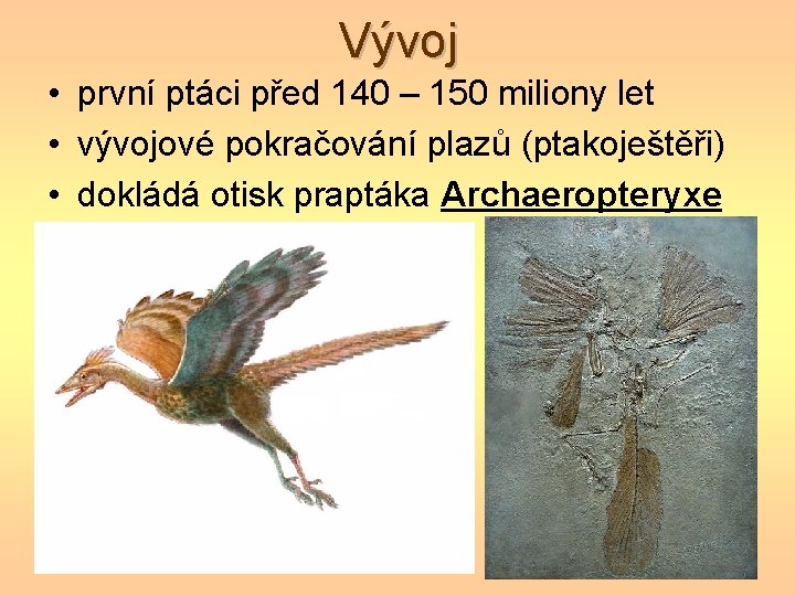 Vývoj • první ptáci před 140 – 150 miliony let • vývojové pokračování plazů Vývoj • první ptáci před 140 – 150 miliony let • vývojové pokračování plazů