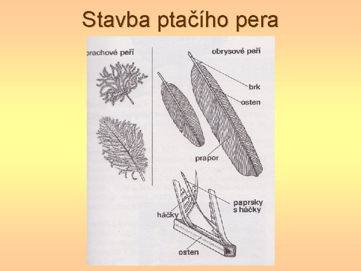 Stavba ptačího pera Stavba ptačího pera