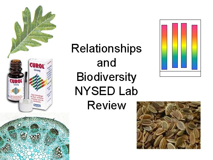 Relationships and Biodiversity NYSED Lab Review 