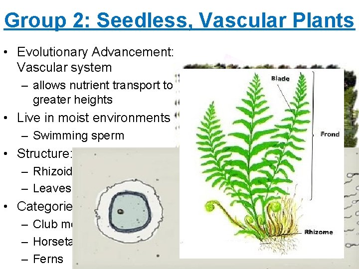 Group 2: Seedless, Vascular Plants • Evolutionary Advancement: Vascular system – allows nutrient transport