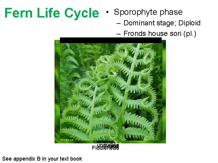 Fern Life Cycle • Sporophyte phase – Dominant stage; Diploid – Fronds house sori