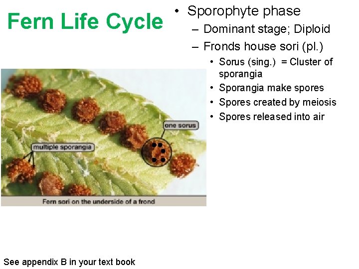 Fern Life Cycle • Sporophyte phase – Dominant stage; Diploid – Fronds house sori