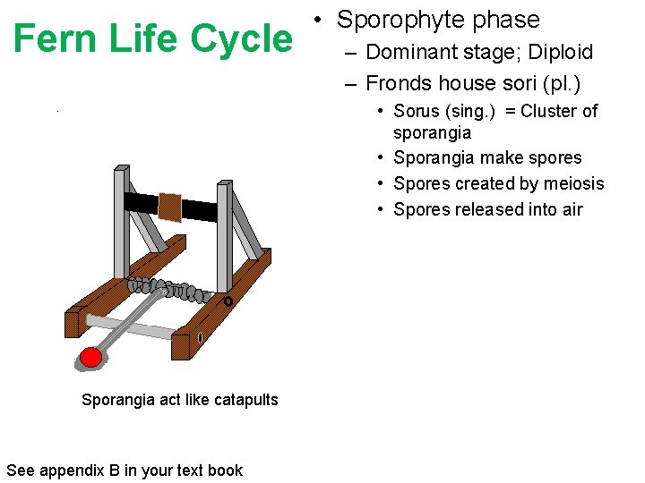 Fern Life Cycle • Sporophyte phase – Dominant stage; Diploid – Fronds house sori