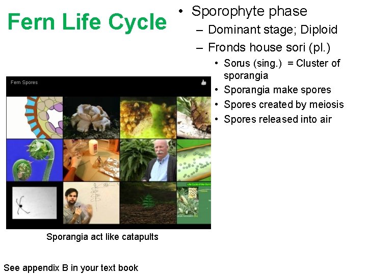 Fern Life Cycle • Sporophyte phase – Dominant stage; Diploid – Fronds house sori