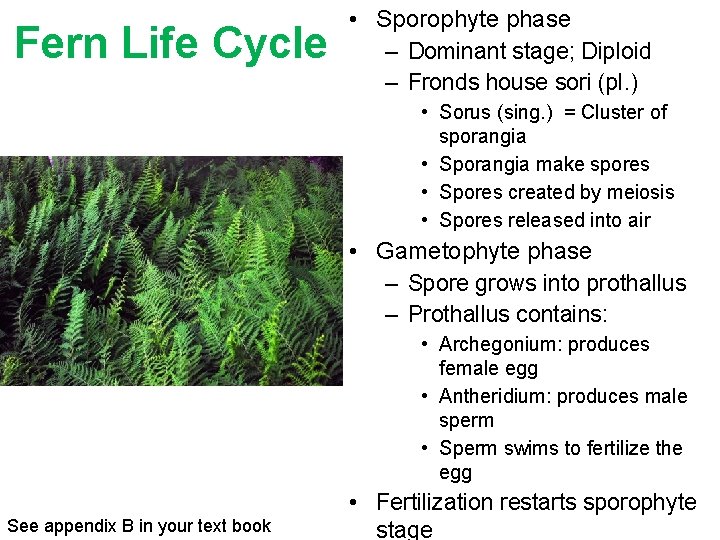 Fern Life Cycle • Sporophyte phase – Dominant stage; Diploid – Fronds house sori