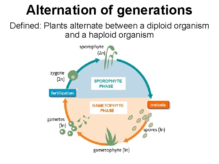 Alternation of generations Defined: Plants alternate between a diploid organism and a haploid organism