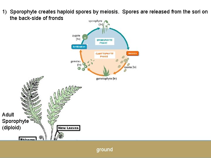 1) Sporophyte creates haploid spores by meiosis. Spores are released from the sori on