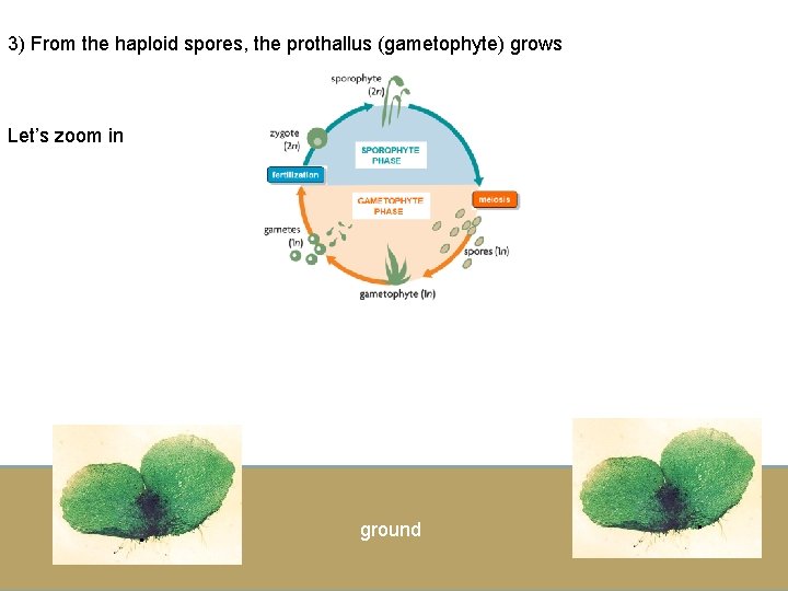 3) From the haploid spores, the prothallus (gametophyte) grows Let’s zoom in . ground