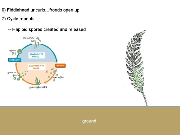 6) Fiddlehead uncurls…fronds open up 7) Cycle repeats… -- Haploid spores created and released