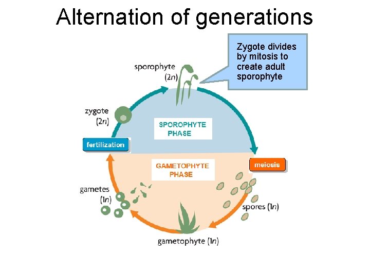 Alternation of generations Zygote divides by mitosis to create adult sporophyte 