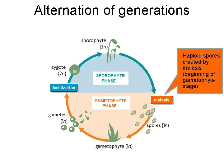 Alternation of generations Haploid spores created by meiosis (beginning of gametophyte stage) 