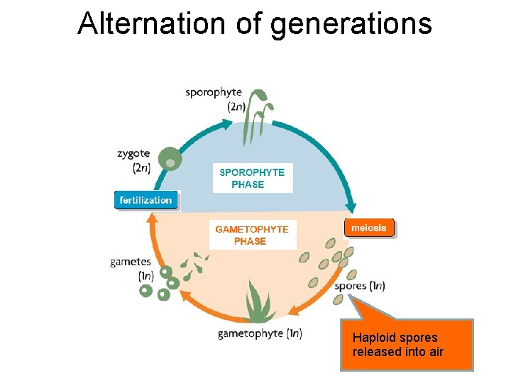 Alternation of generations Haploid spores released into air 