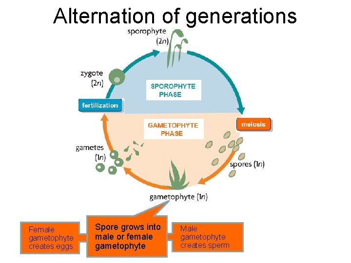 Alternation of generations Female gametophyte creates eggs Spore grows into male or female gametophyte