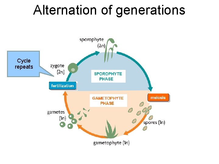 Alternation of generations Cycle repeats 