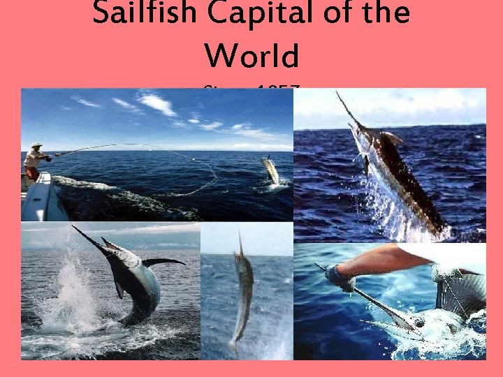 Sailfish Capital of the World Since 1957 If you desire the challenge of sport Sailfish Capital of the World Since 1957 If you desire the challenge of sport