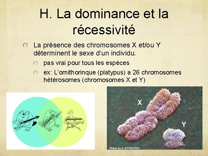 H. La dominance et la récessivité La présence des chromosomes X et/ou Y déterminent