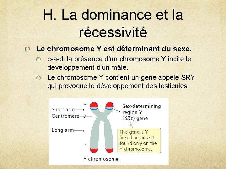 H. La dominance et la récessivité Le chromosome Y est déterminant du sexe. c-a-d: