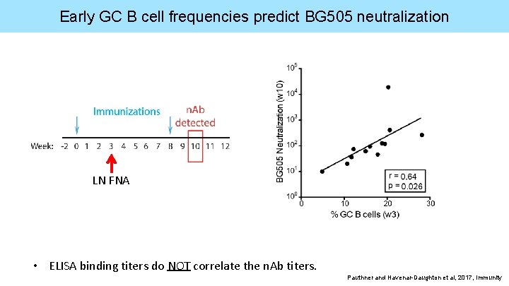 Early GC B cell frequencies predict BG 505 neutralization LN FNA • ELISA binding