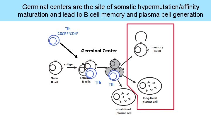 Germinal centers are the site of somatic hypermutation/affinity maturation and lead to B cell