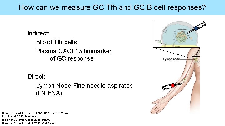 How can we measure GC Tfh and GC B cell responses? Indirect: Blood Tfh