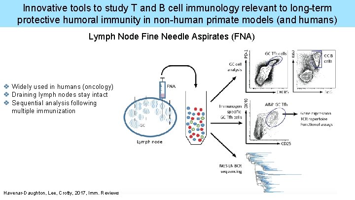 Innovative tools to study T and B cell immunology relevant to long-term protective humoral